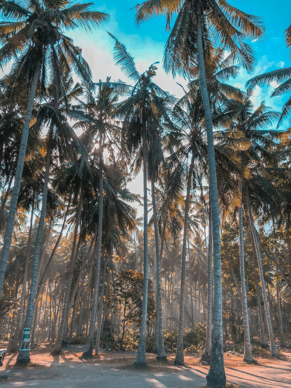 coconut trees