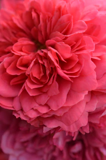 Close-up of a richly layered oil painting capturing the delicate petals of a blooming rose.