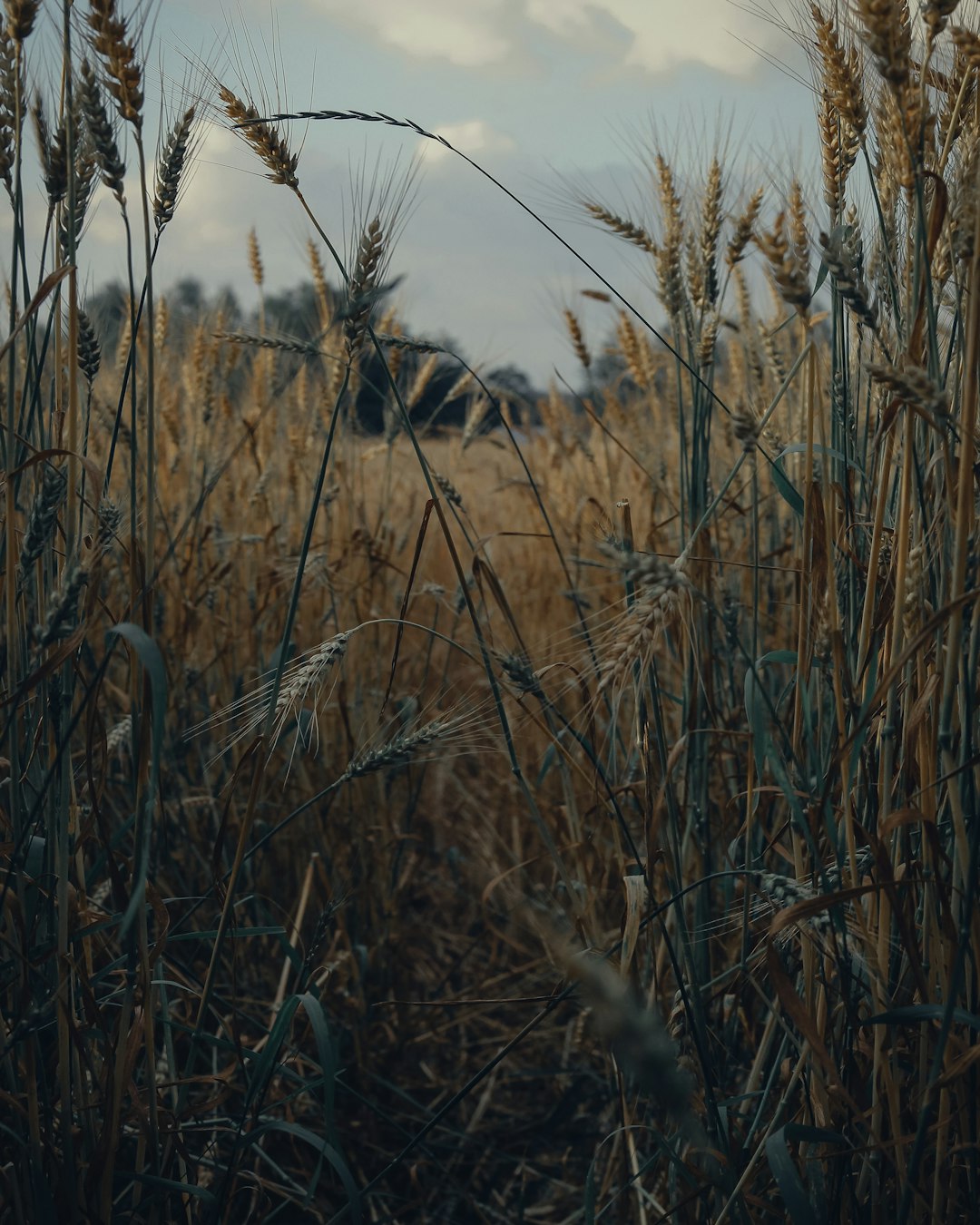 beige leafed plants