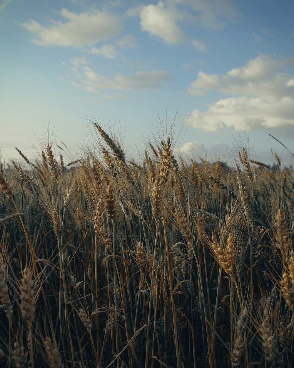 wheat field