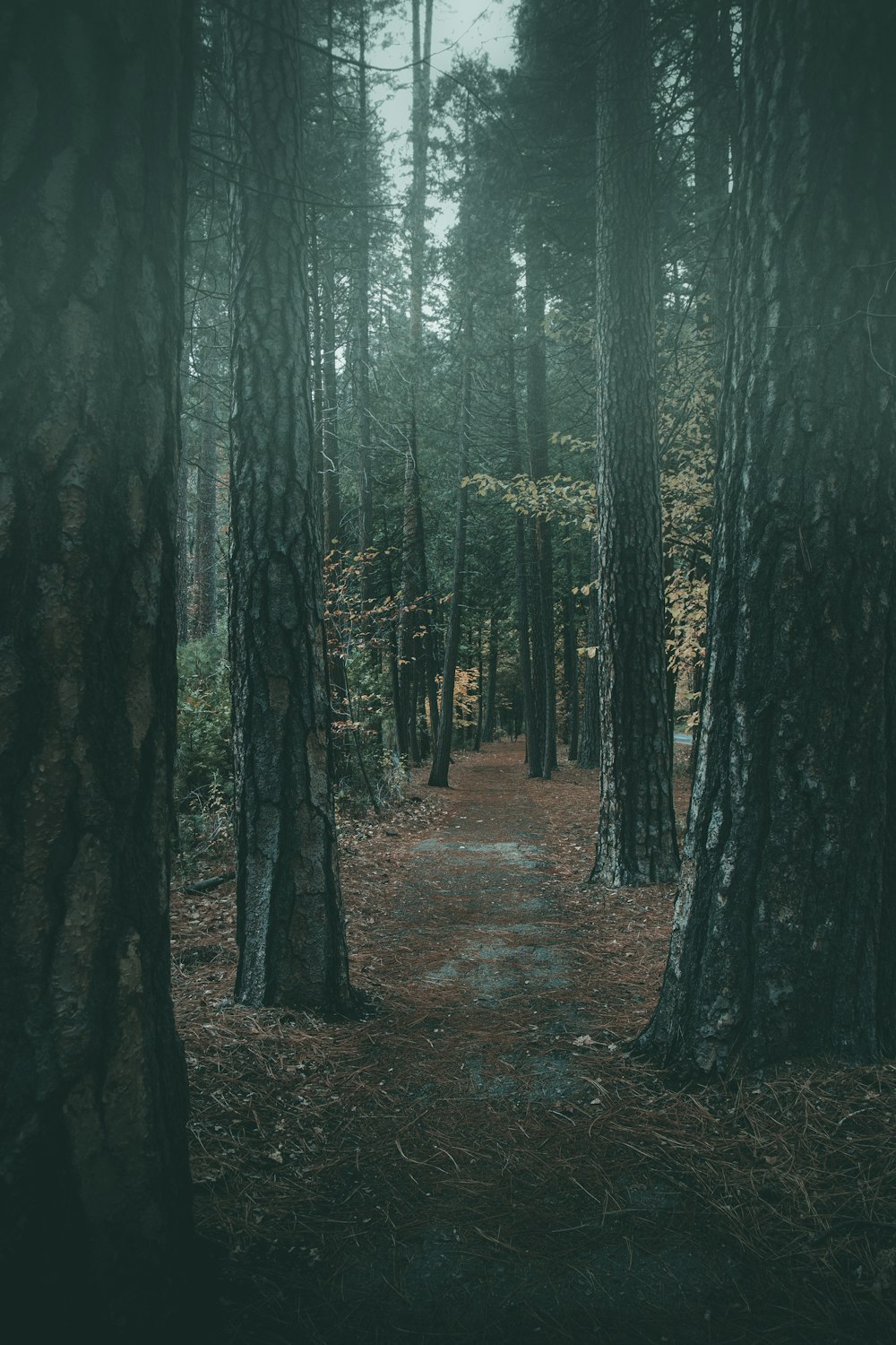 um caminho no meio de uma floresta cercada por árvores altas
