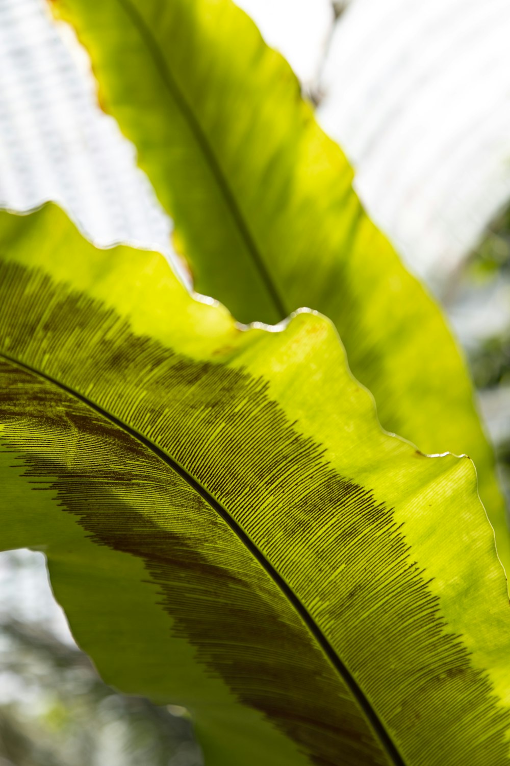 green leaf in shallow focus photography