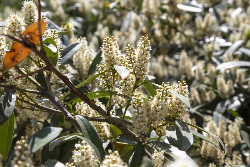 yellow and white flower buds