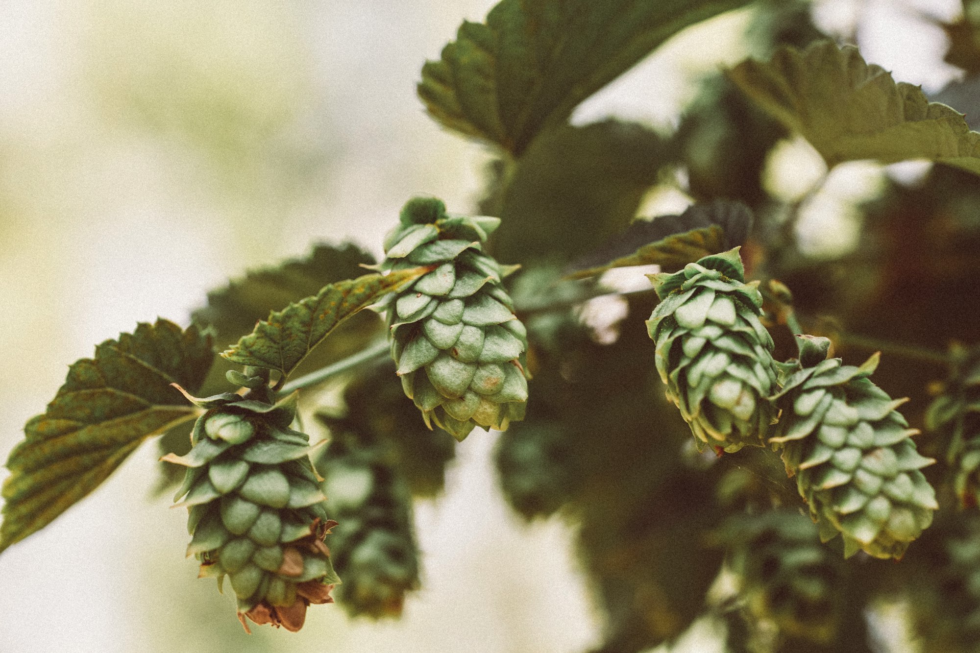 Organic bio hop for craftbeer, grown in Upper Franconia. Made with Canon 5d Mark III and loved analog lens, Leica APO Macro Elmarit-R 2.8 / 100mm (Year: 1993)