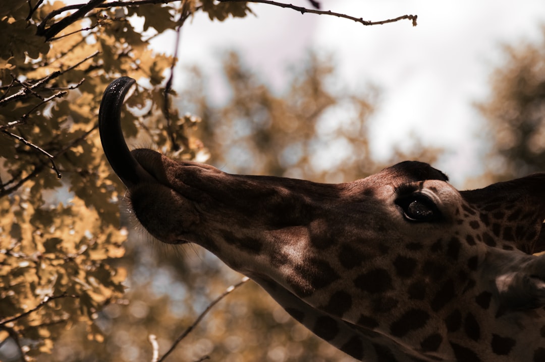 giraffe eating leaf