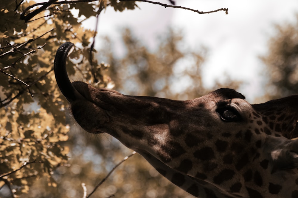 giraffe eating leaf