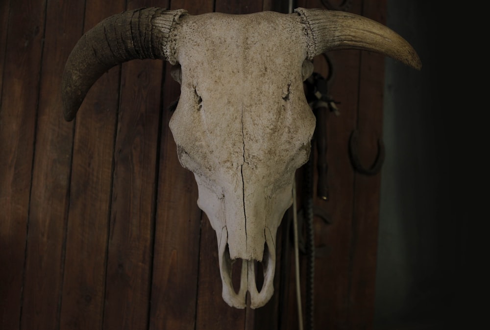 animal skull on wooden surface