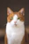 short-haired white and brown cat
