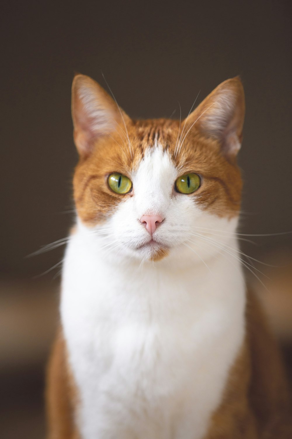 gato branco e castanho de pelo curto