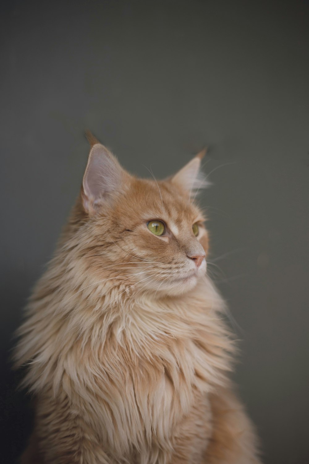 sitting orange Persian cat