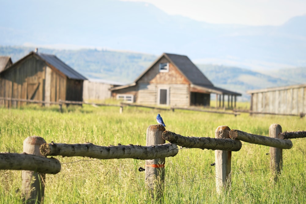 brown wooden fence near house