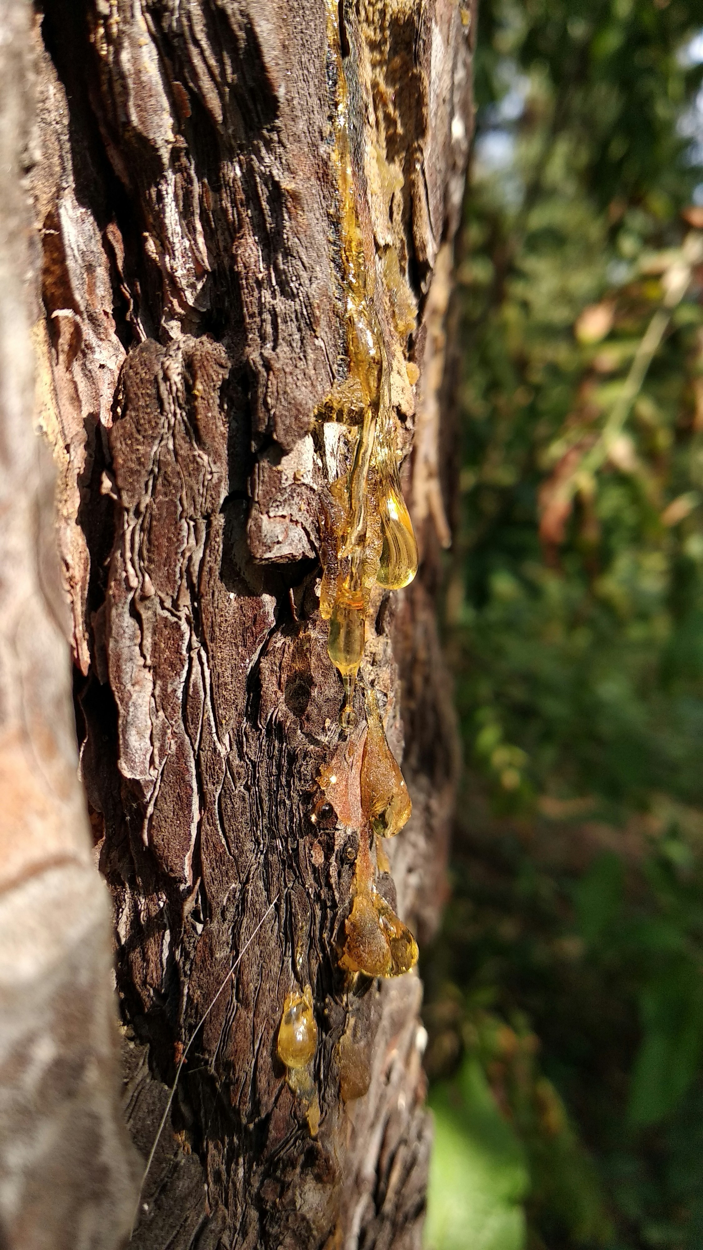 Tămâie naturală pură