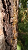 Golden resin oozes from the rough, textured bark of a tree, catching sunlight and creating a striking contrast against the dark wood. The sticky droplets are elongated and glisten with a rich amber hue, suggesting a natural and organic process.