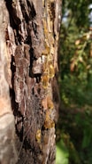 Golden resin oozes from the rough, textured bark of a tree, catching sunlight and creating a striking contrast against the dark wood. The sticky droplets are elongated and glisten with a rich amber hue, suggesting a natural and organic process.