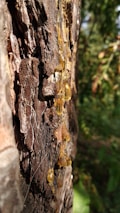 Golden resin oozes from the rough, textured bark of a tree, catching sunlight and creating a striking contrast against the dark wood. The sticky droplets are elongated and glisten with a rich amber hue, suggesting a natural and organic process.