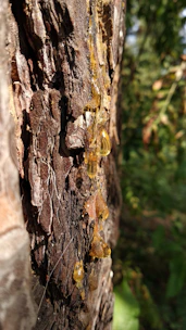 Artisan carefully harvesting benzoin resin using traditional tools under forest canopy.