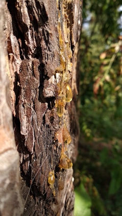 Golden resin oozes from the rough, textured bark of a tree, catching sunlight and creating a striking contrast against the dark wood. The sticky droplets are elongated and glisten with a rich amber hue, suggesting a natural and organic process.