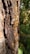Golden resin oozes from the rough, textured bark of a tree, catching sunlight and creating a striking contrast against the dark wood. The sticky droplets are elongated and glisten with a rich amber hue, suggesting a natural and organic process.