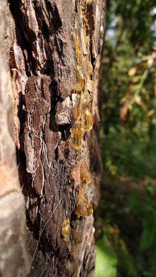 Golden resin oozes from the rough, textured bark of a tree, catching sunlight and creating a striking contrast against the dark wood. The sticky droplets are elongated and glisten with a rich amber hue, suggesting a natural and organic process.