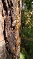 Golden resin oozes from the rough, textured bark of a tree, catching sunlight and creating a striking contrast against the dark wood. The sticky droplets are elongated and glisten with a rich amber hue, suggesting a natural and organic process.