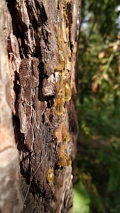 Golden resin oozes from the rough, textured bark of a tree, catching sunlight and creating a striking contrast against the dark wood. The sticky droplets are elongated and glisten with a rich amber hue, suggesting a natural and organic process.