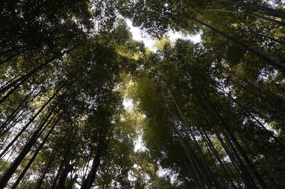 Grüne Bäume unter blauem Himmel