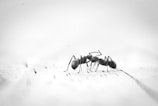 micro photography of two black ants on white panel
