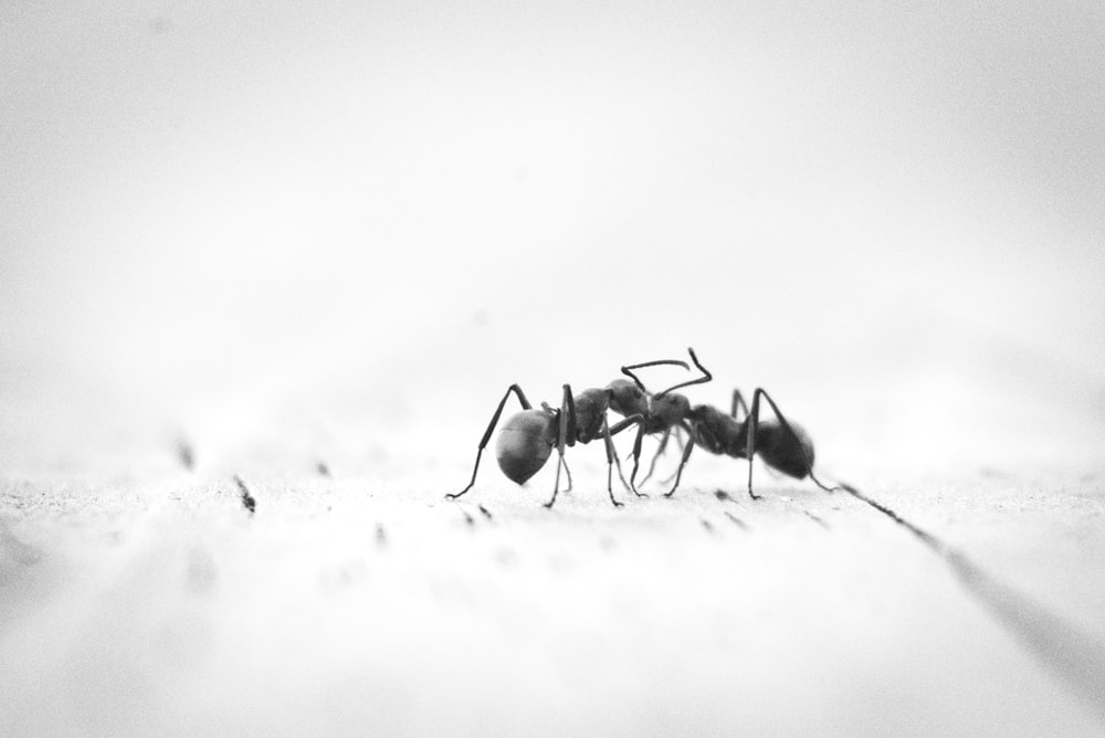 micro photography of two black ants on white panel