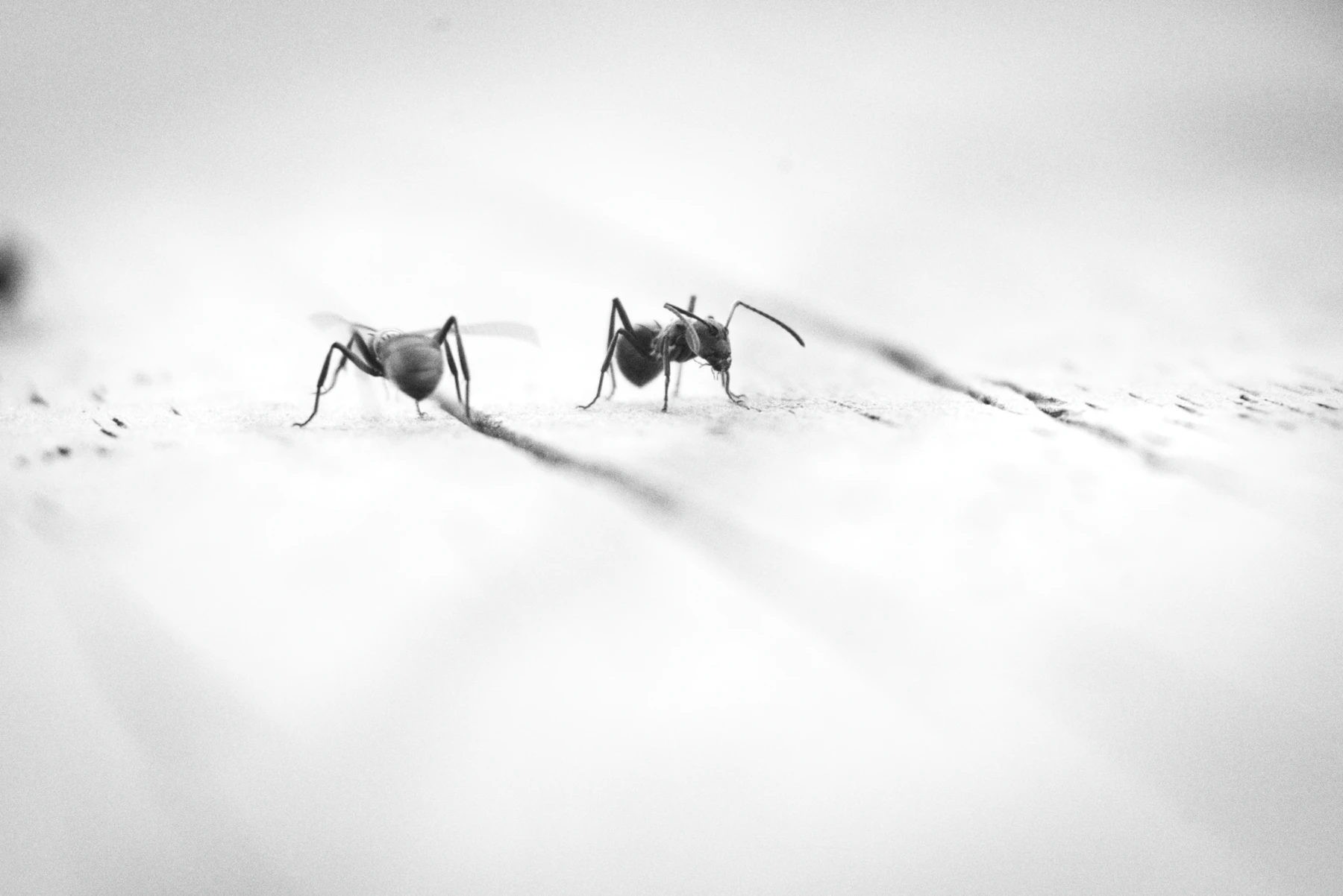 Two black ants facing the same way on a white surface