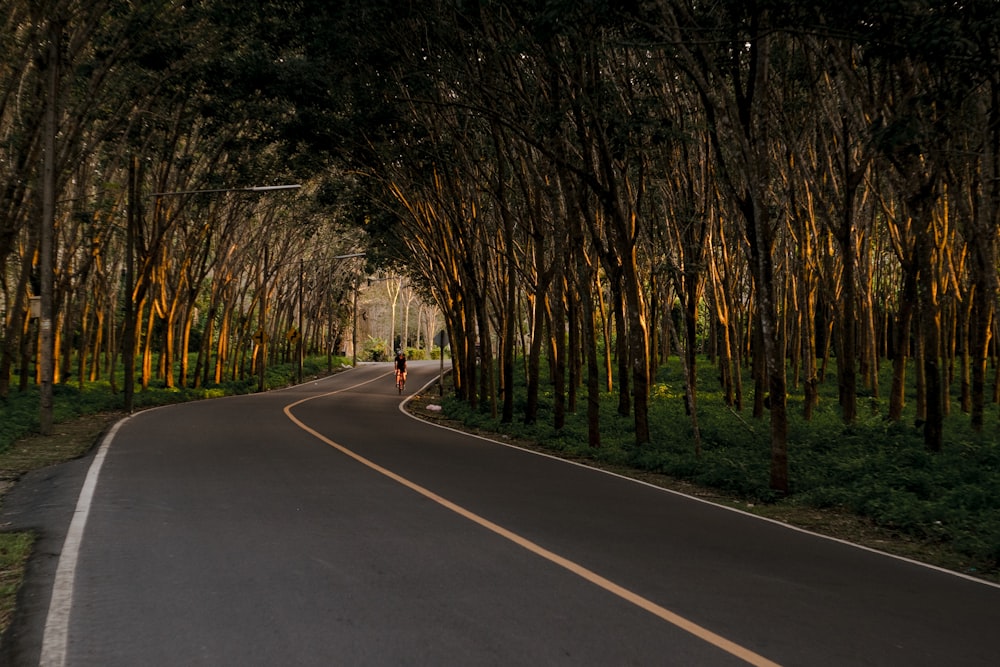 gray road between trees