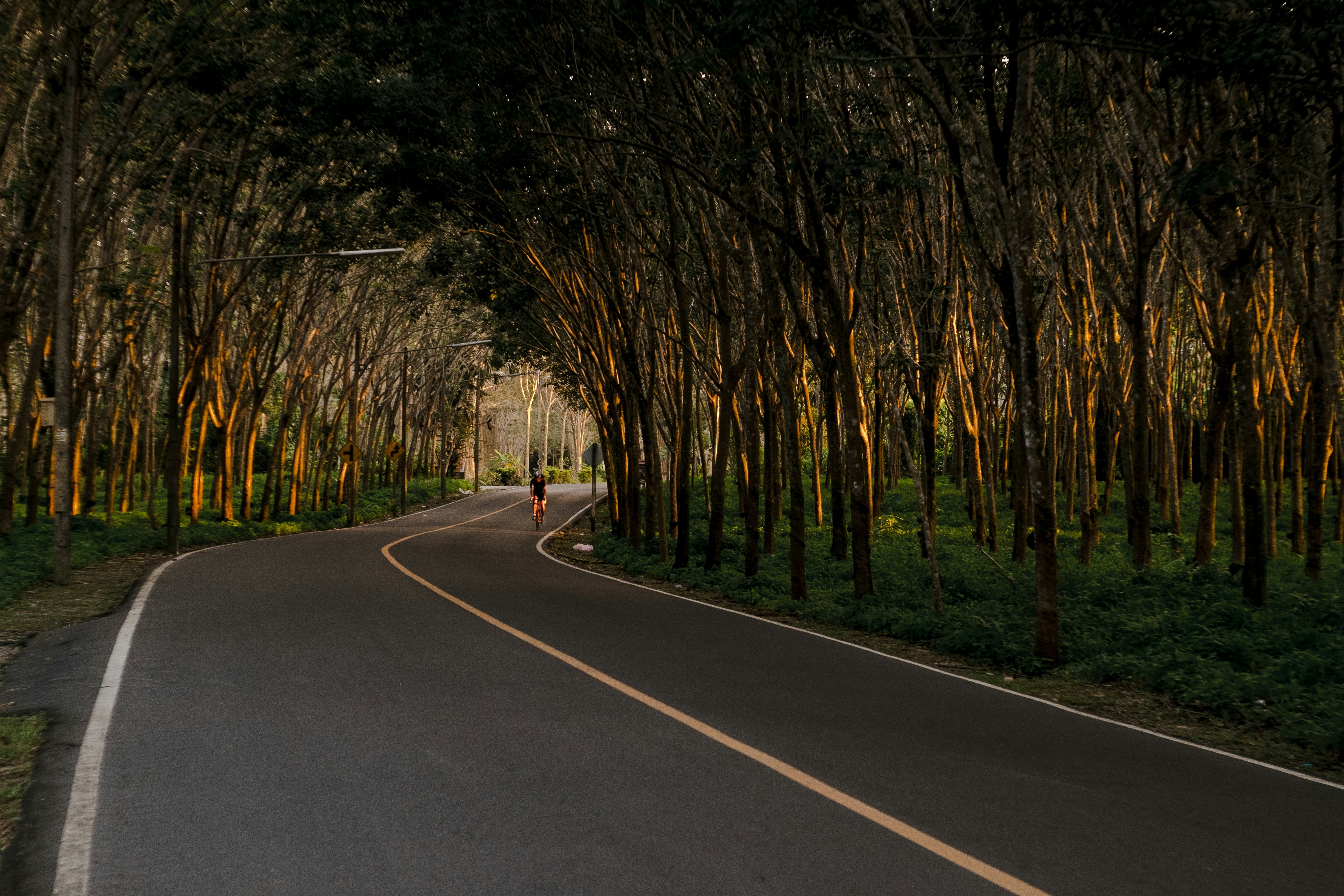 gray road between trees