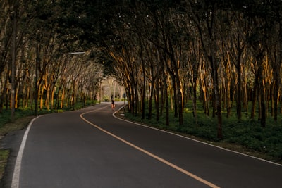 gray road between trees