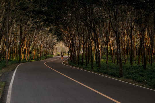 gray road between trees in Thalang Thailand