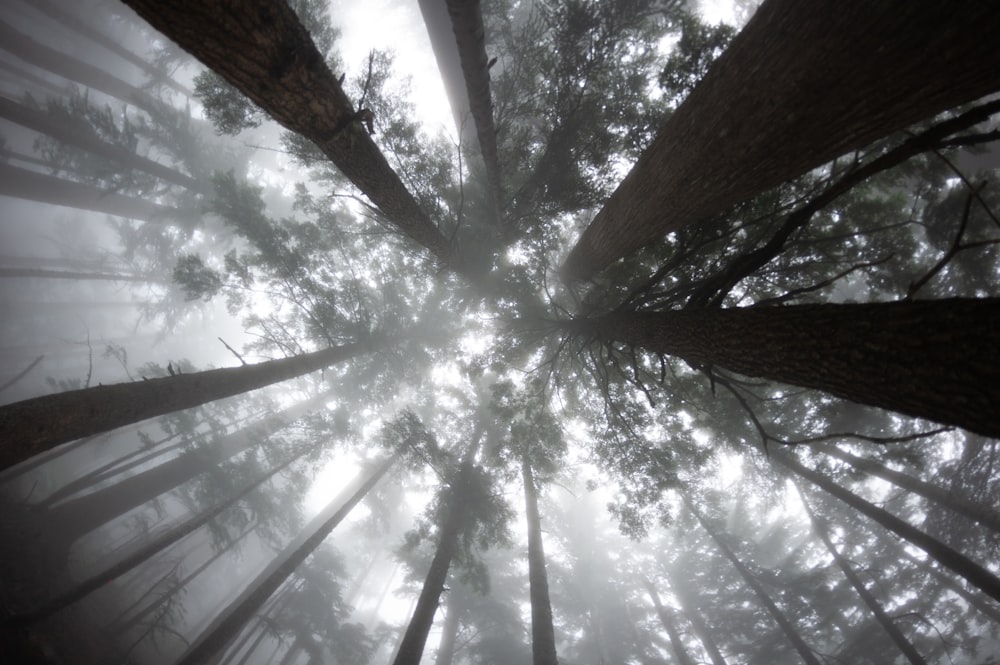 low-angle photography of trees