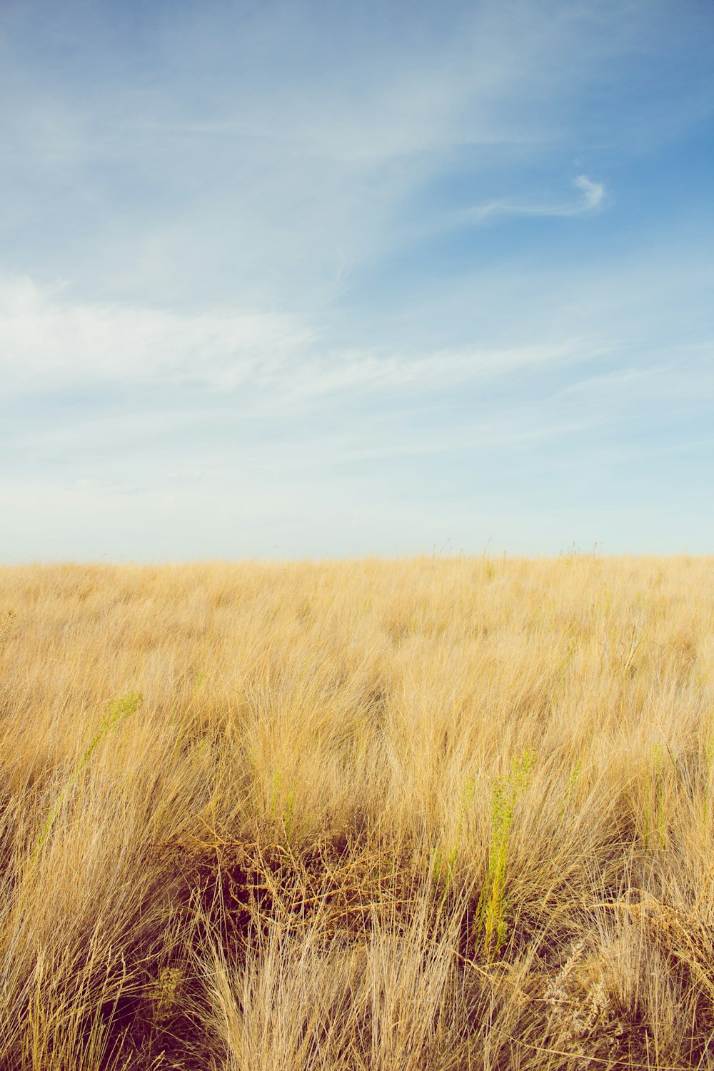 photo of brown grass field under cloudy sky