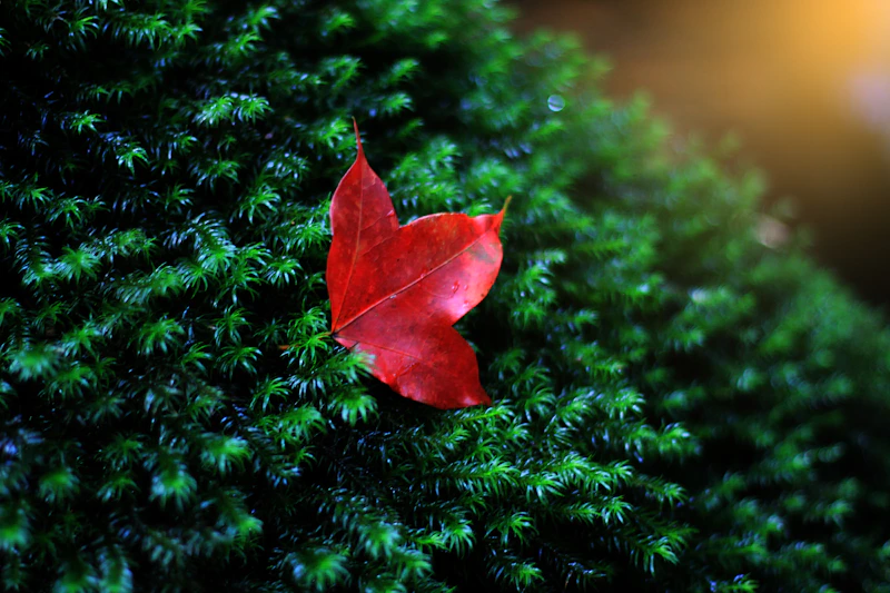 red leaf close-up with soft natural light