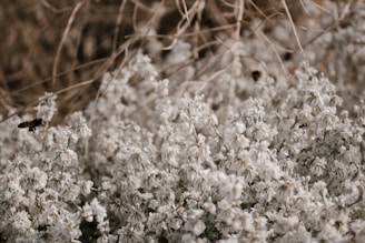 Wildflowers blooming alongside the vineyard, inviting bees and butterflies.