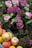 A vibrant bouquet of pink roses and purple flowers mixed with lush greenery, accompanied by a basket of apples and lemons.