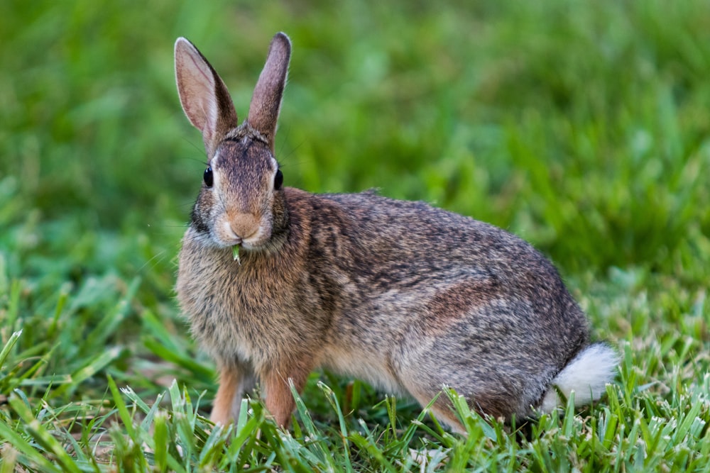 brown rabbit on green field