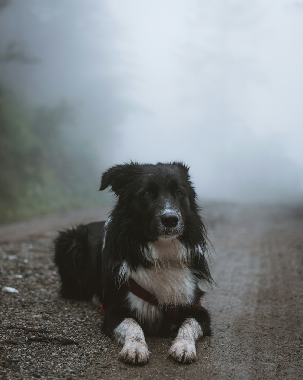 short-coated black and white dog lying in middle of road covered in mist