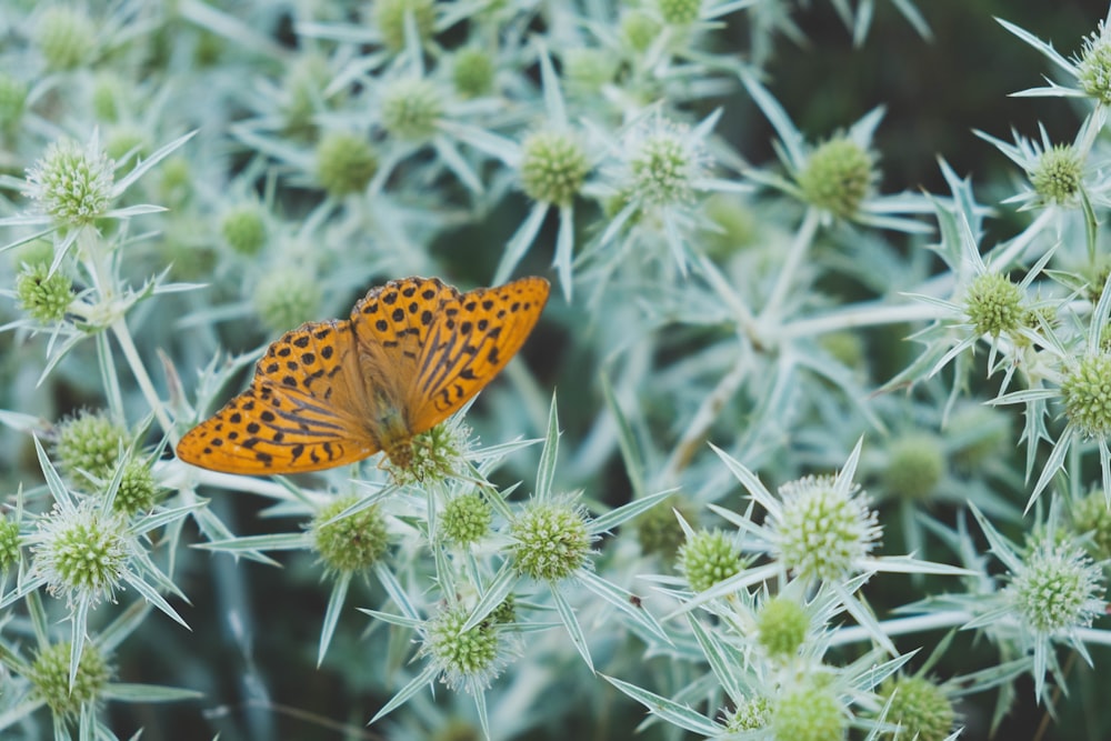 brown butterfly perch on leaf