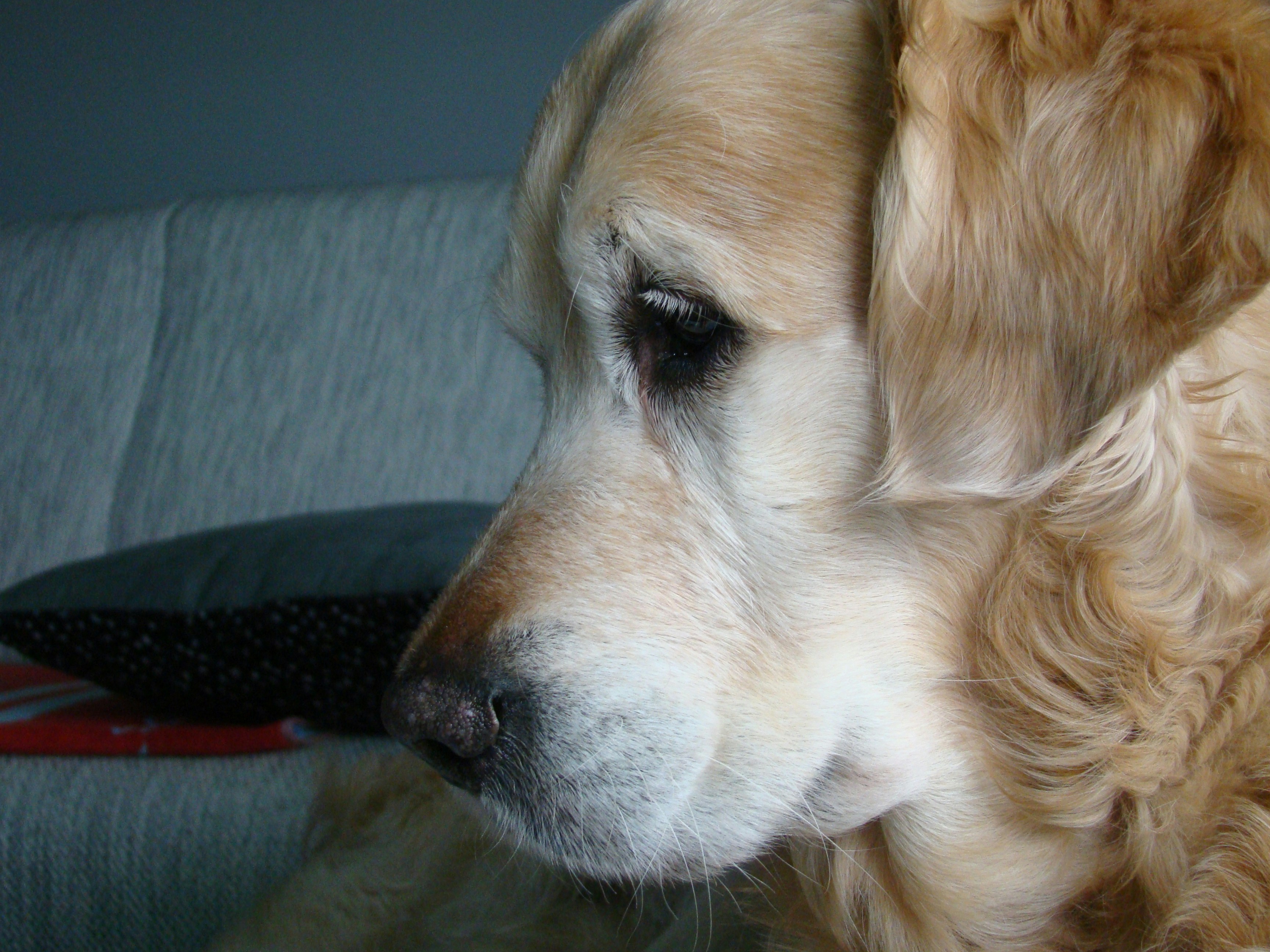 Premium Dog Grooming Brush