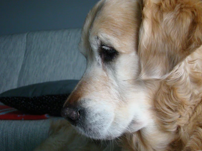 A softly lit close-up of a golden retriever gently pawing a beautifully wrapped pack of Pawtale Treats on an ivory linen background.