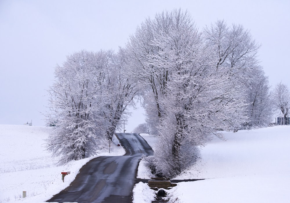 snow covered bare trees near road
