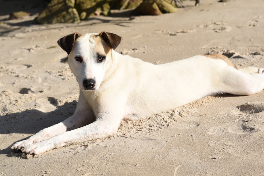 short-coated white and tan dog lying on gray sand