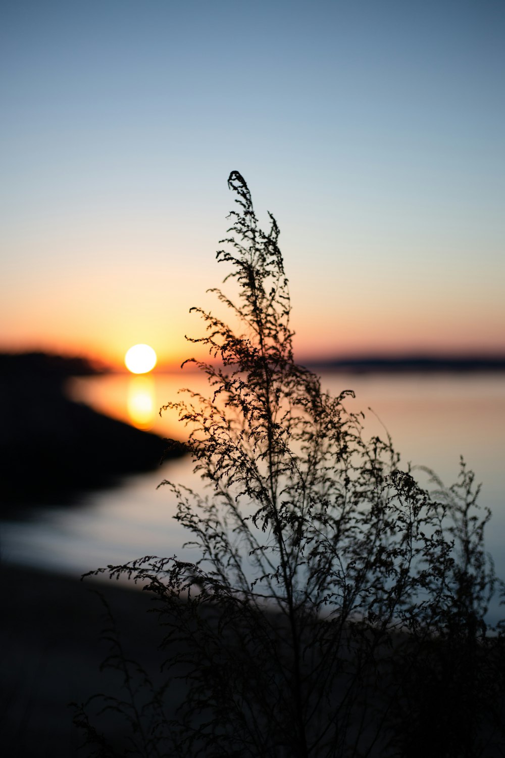 silhouette of plant