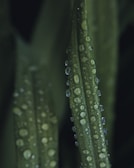Close-up of water droplets on a fresh green leaf.