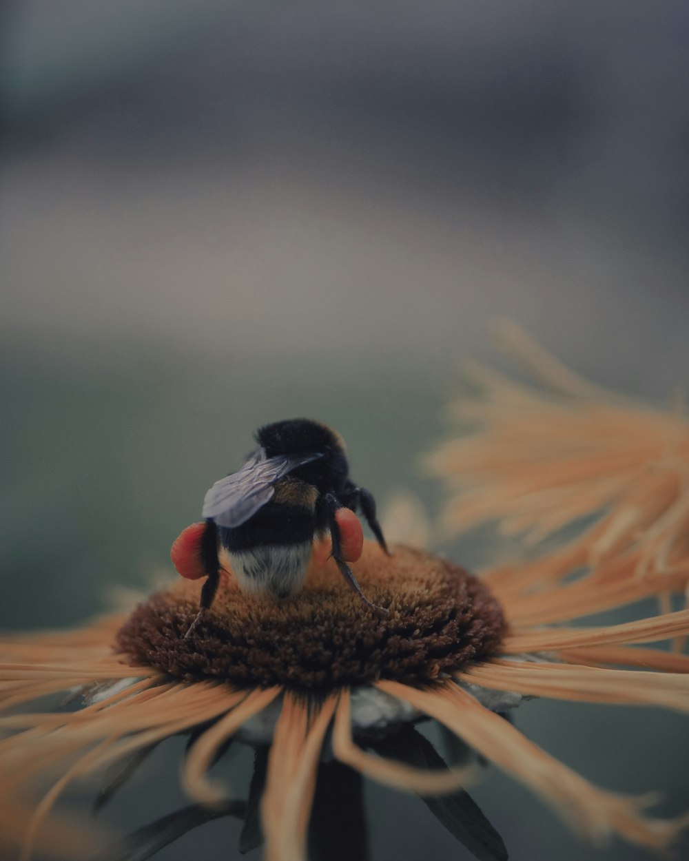 brown and red wasp perched on yellow petaled flower