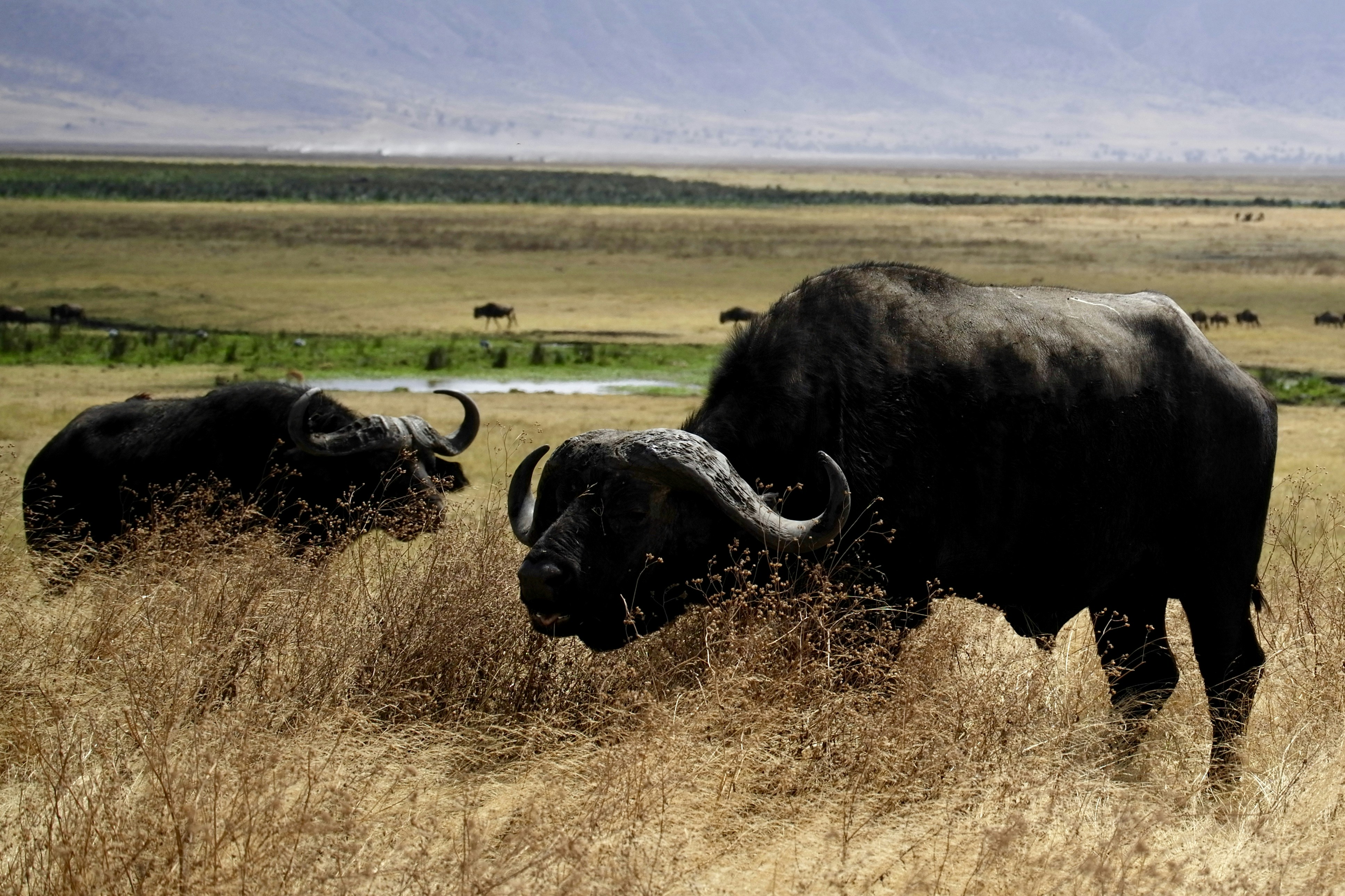 Bering Island wildlife