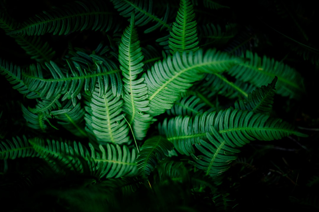 top view of green double compound leaves